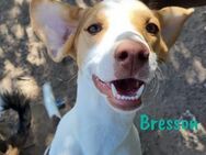 Bresson neugierig,lieb,verspielt 12/22ES - Ruppertsecken