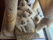 Ragdoll Kitten - Hamberge