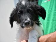 Möchten Sie Peppe adoptieren? - Neuss