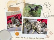 ♡ süsse Kätzchen suchen ein neues Zuhause ♡ - Dresden