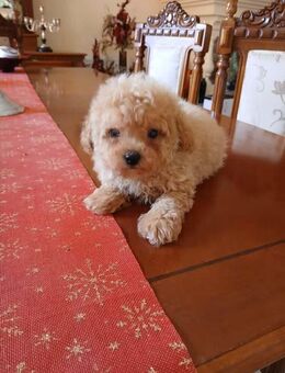 Niedliche Maltipoo welpen - Frankfurt (Main) Griesheim