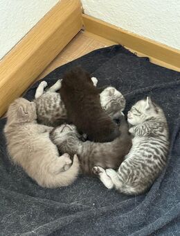 5 süße BKH Kitten suchen ab Anfang September ein neues zu Hause! - Halle (Saale)
