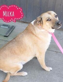 Micka eine sanfte Seele - Flörsheim-Dalsheim