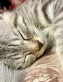 BKH Kitten wunderschön in 46240