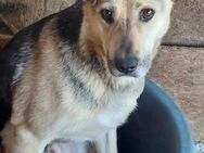 Barney, sucht Menschen mit Erfahrung - Bonndorf (Schwarzwald)