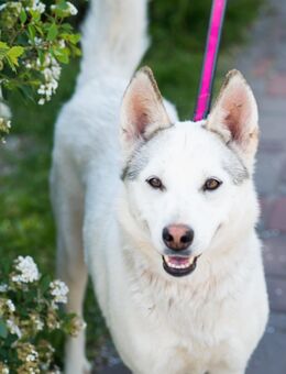 Anabell sucht Zuhause - Werne