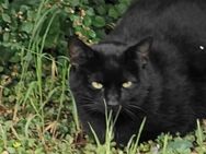 Sammy und Blacky auf der Suche nach einem Zuhause # Tierschutz - Neumarkt (Oberpfalz)