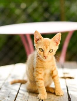 Oliver & Pinky aus dem Tierschutz - Grevenbroich