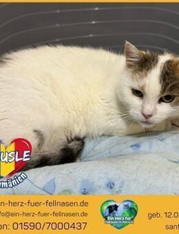 Mäusle sucht ein Zuhause mit Freigang! - Waakirchen