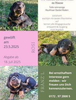 Kleine Rauhhaar-Dackelchen suchen ein neues liebevolles Zuhause - Lommatzsch