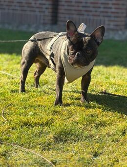 Französische Bulldogge zu verkaufen. - Bergheim (Nordrhein-Westfalen)