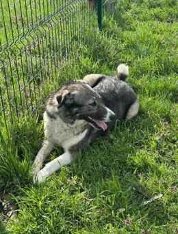 Sunny sucht nach ihrer Familie - Nordwalde