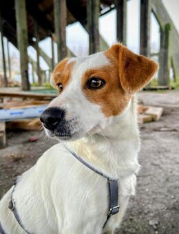 Saja wartet ab Januar in Hannover! - Rosengarten (Niedersachsen)