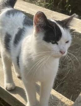 Tabea - sucht Zuhause voller Kuschelzeit - Idstein