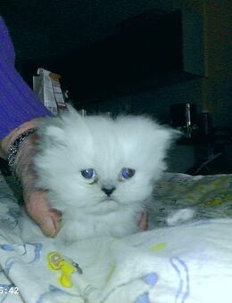 Süsses Persermädchen mit schöner Nase sucht liebes zu Hause - Plauen