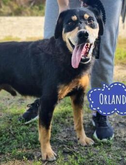 Orlando ein freundlicher Bub - Mannheim