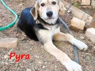 Pyra verspielt und sozial geb.05/23 GRC - Ruppertsecken