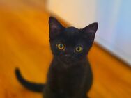 2 Kitten zu verkaufen - Ulm