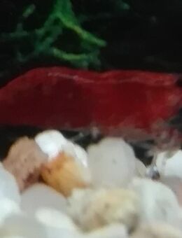 Sakura Garnelen - Hohenroth