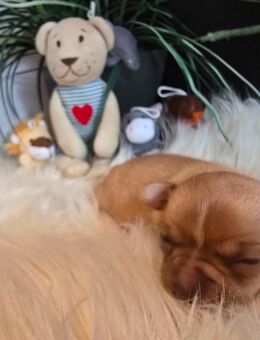 Chihuahua Rüde Welpe - Langwedel (Niedersachsen)