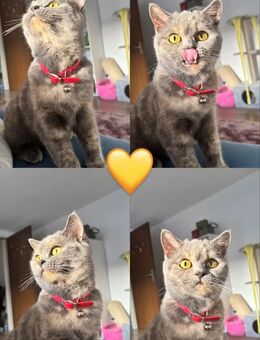Liebevolle Britisch Kurzhaar Katze sucht neues Zuhause - Osburg