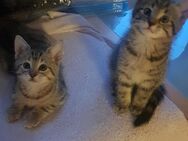 Mischling Katzen Babys - Hamburg