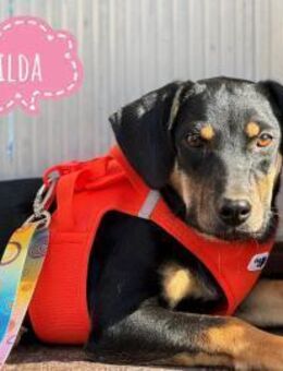 Matilda eine sanfte tolle Seele - Flörsheim-Dalsheim