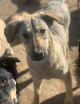 Gwenny sucht ihr Glück - Celle