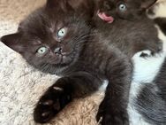 Wunderschöne BKH-Mix Kitten - Duisburg