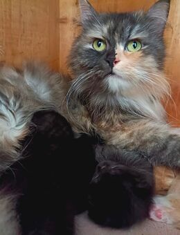 Zuckersüße Maine Coon Mix Kitten - Grabenstätt