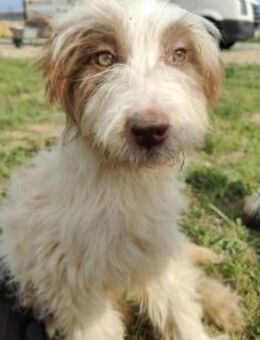 Kleine Yumi ❤️🍀 - Mannheim