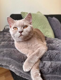 Britisch Kurzhaarkatze Maya - Bremen