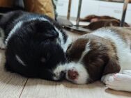 Aussiedoodle Mix Welpen - Paderborn