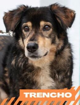 Trencho - noch lange kein Rentner - Berlin