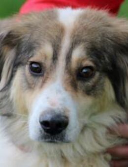 Niti - liebenswert u. angenehm - Lohra