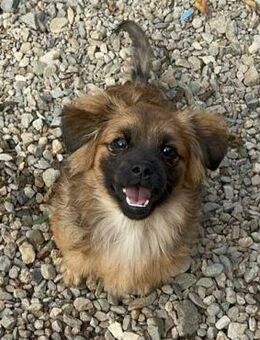 Pekinesen-Mix LEO 😍 in Crimmitschau - Mylau