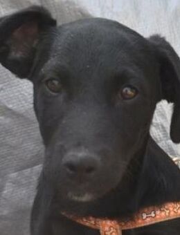 Pancho - weggeworfen - Süderbrarup