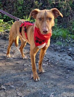 Fröhlicher Archie - Eichenzell