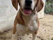 Coole Beagle Omi Tabatha sucht# - Essen