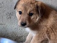 Anton, Welpenjunge sucht Zuhause - Kallmünz
