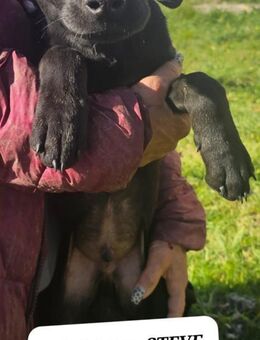 Steve 💙💙💙 aufgeweckt und verspielt - Bad Karlshafen