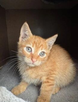 Blondie Verspieltes Katzenmädel - Unterföhring