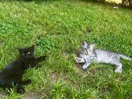 Kleine Kitten - Laaber