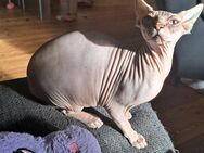 Sphynx Mädchen in liebevolle Hände abzugeben - Königsberg (Bayern)