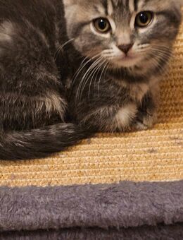 BKH Kitten - Wettenberg