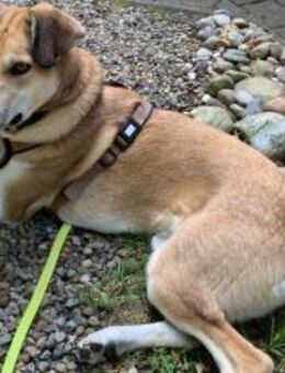 Polly sucht ihren sicheren Hafen - München