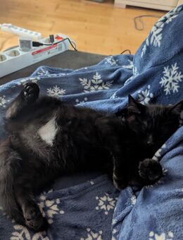 Hallo, ich bin Krümel - Groß Nemerow