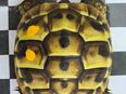 Griechische Landschildkröten NZ 2024 in 63486