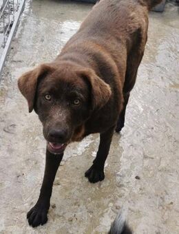 Rocco muß aus Rumänien raus - Blankenheim (Nordrhein-Westfalen)