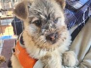 NICKI ~ zutraulicher Minihundmann - Duisburg